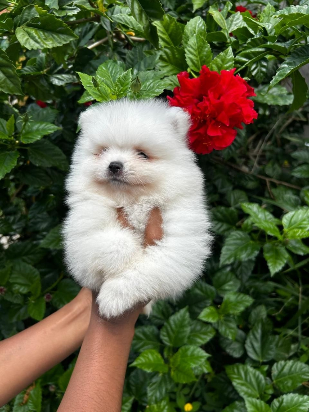 Spitz Alemão e Lulu da Pomerânia